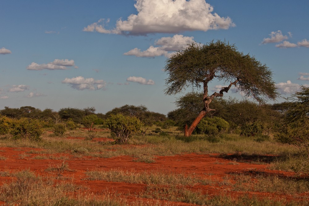 Tsawo east - Kenya