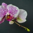 orchidea