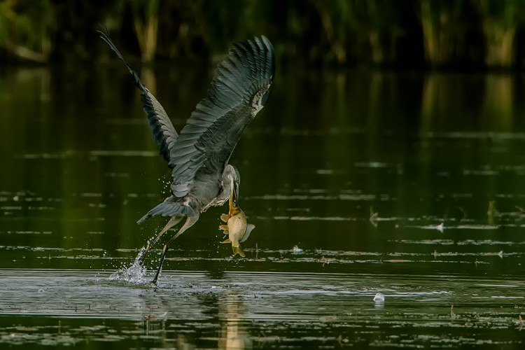 Volavka popelavá (Ardea cinerea)