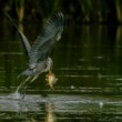 Volavka popelavá (Ardea cinerea)