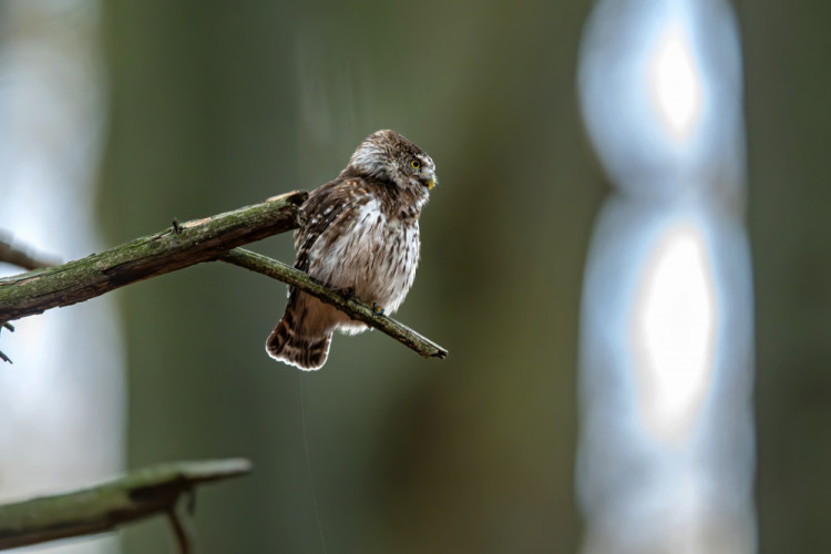 Sovička a "prúdik"