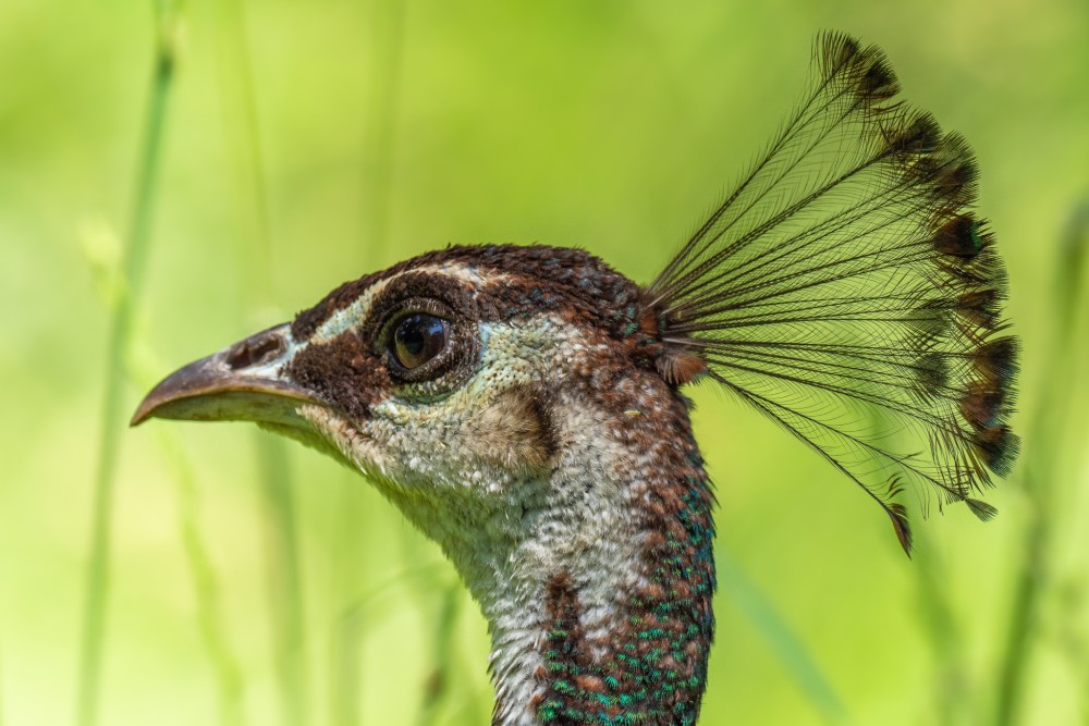 Páv korunkatý (Pavo cristatus)