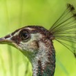 Páv korunkatý (Pavo cristatus)