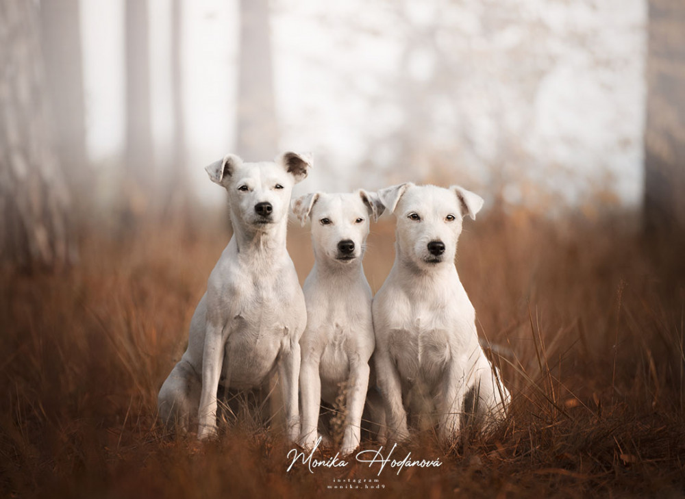 Jack Russels