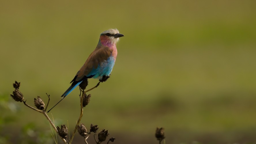 Krakľa vidlochvostá, Keňa, Masai Mara