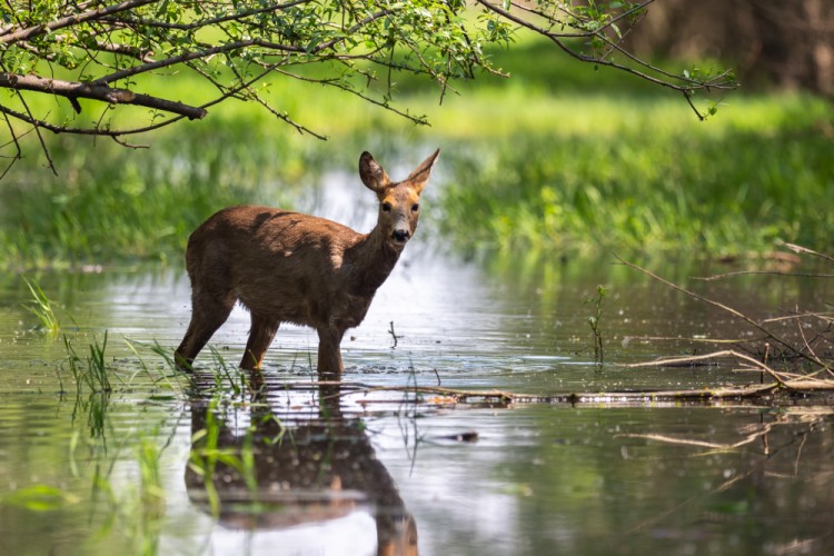 Srna lesná (Capreolus capreolus)