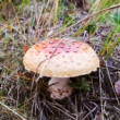 Pečiarka