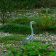 krásavica