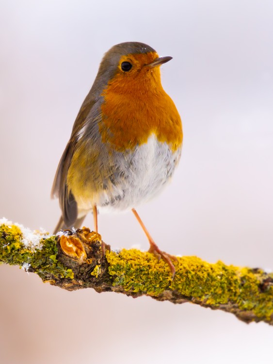 slávik červienka, The European robin (Erithacus rubecula)