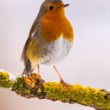 slávik červienka, The European robin (Erithacus rubecula)