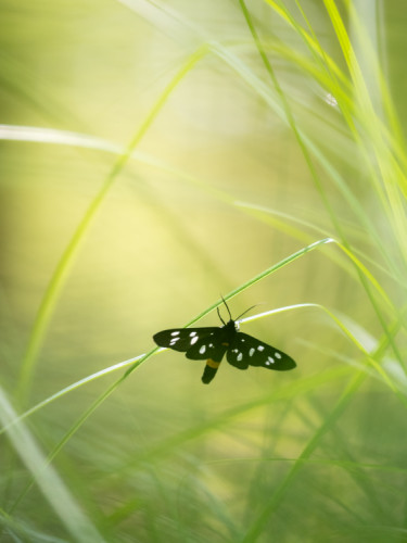 Amata phegea