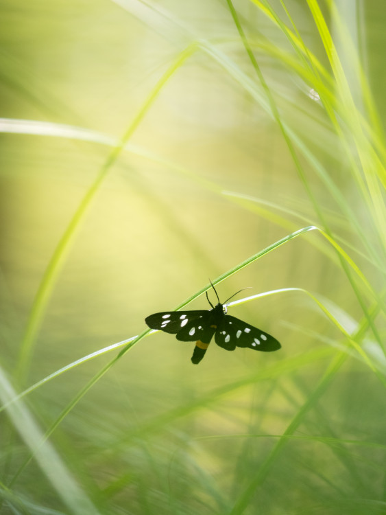 Amata phegea