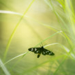 Amata phegea