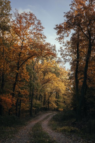 Jesenná cestička lesom