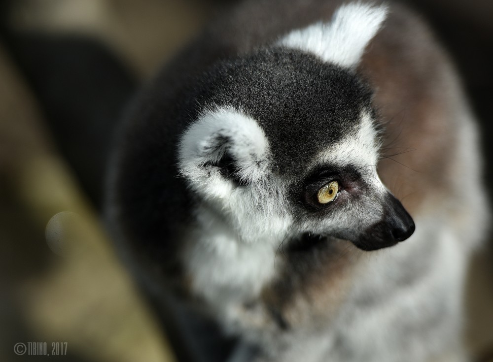 lemur