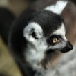 lemur