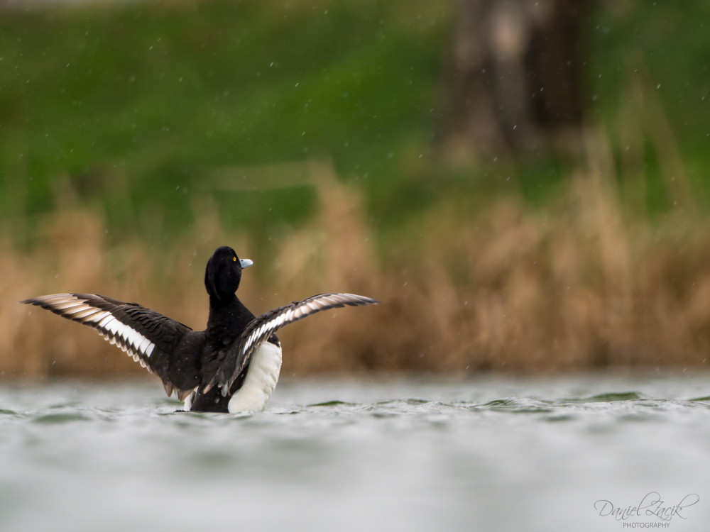 Chochlačka vrkočatá