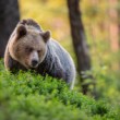 medveď hnedý, The brown bear (Ursus arctos)