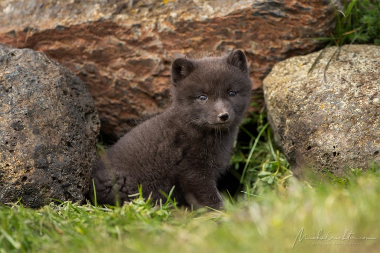 Vulpes lagopus (líška polárna)