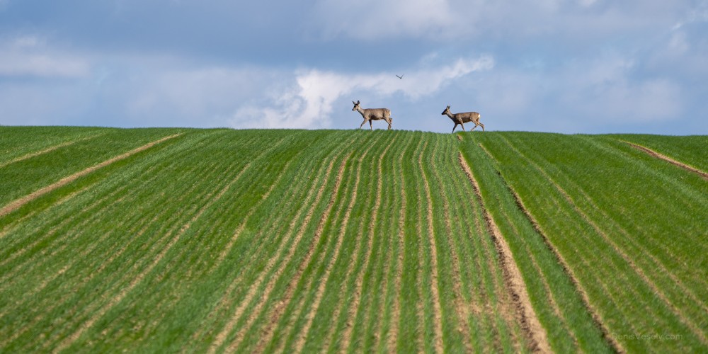 Jarná idylka