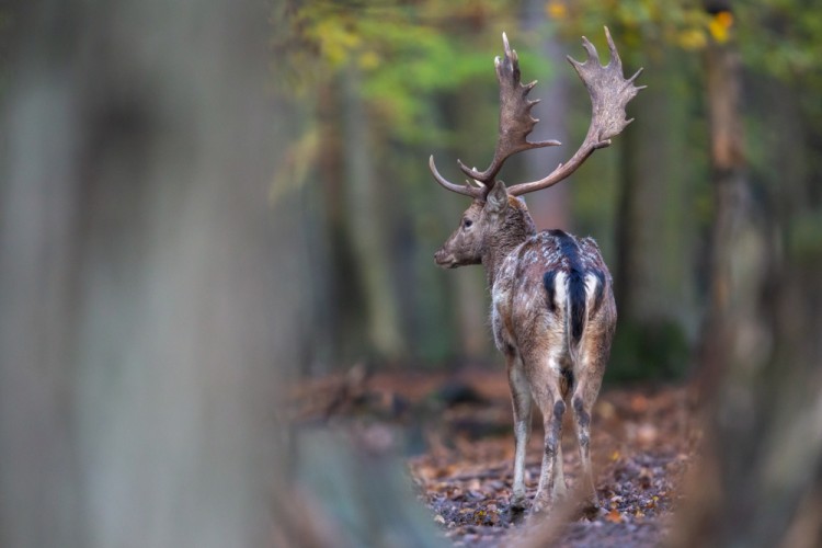 Daniel škvrnitý, Fallow deer (Dama dama)