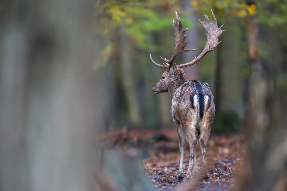 Daniel škvrnitý, Fallow deer (Dama dama)