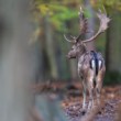 Daniel škvrnitý, Fallow deer (Dama dama)