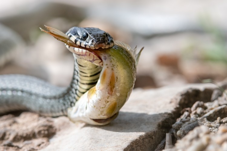 Užovka obojková, The grass snake (Natrix natrix)