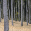 Velikáni