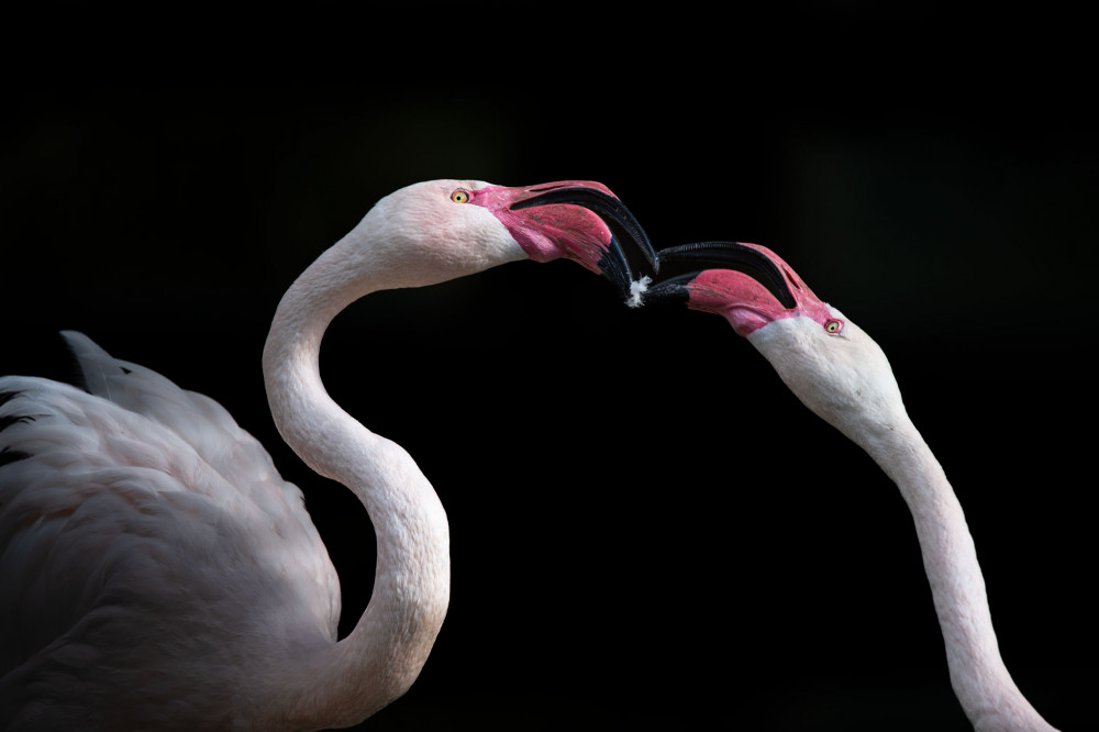 Phoenicopteriformes
