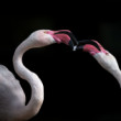 Phoenicopteriformes