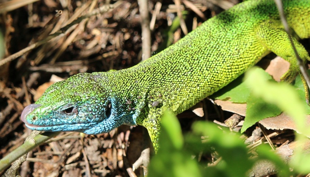 Lacerta viridis