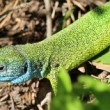 Lacerta viridis