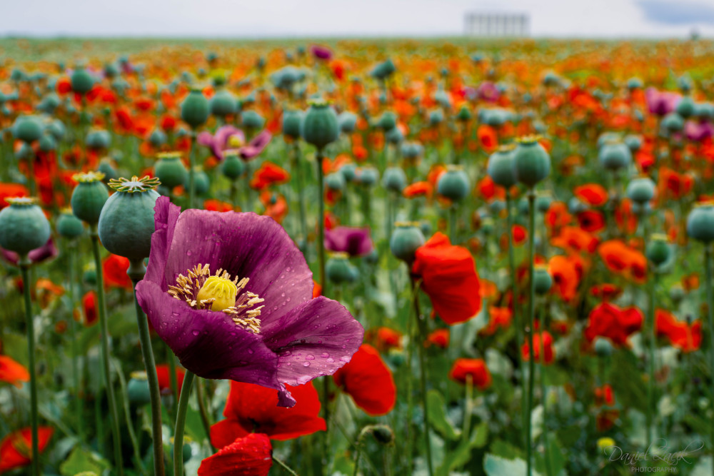 Papaver 'Bolero