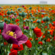 Papaver 'Bolero