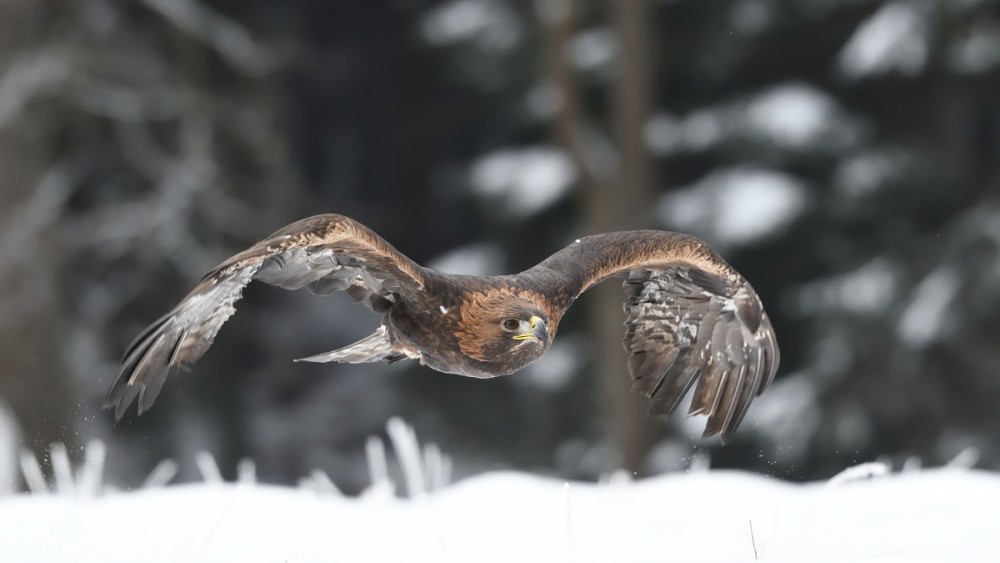 Aquila chrysaetos