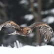 Aquila chrysaetos