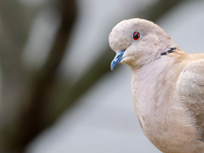 Hrdlička záhradná