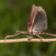 kudlanka