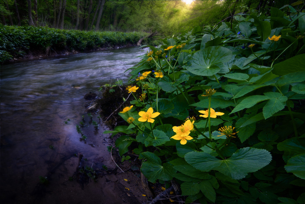 Zelená verzus žltá
