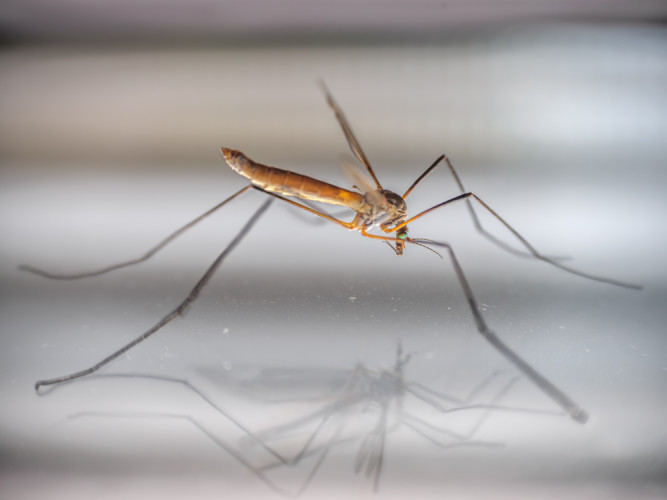 Tipuľa bahenná (Tipula paludosa)