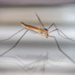 Tipuľa bahenná (Tipula paludosa)
