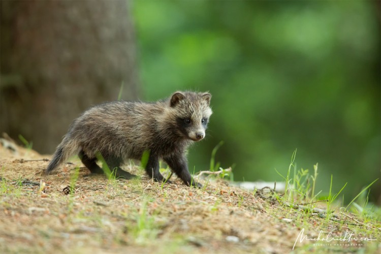 Nyctereutes procyonoides (psík medvedíkovitý)