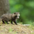 Nyctereutes procyonoides (psík medvedíkovitý)