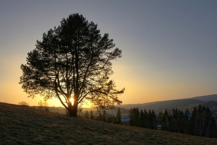 Západ slnka, strom