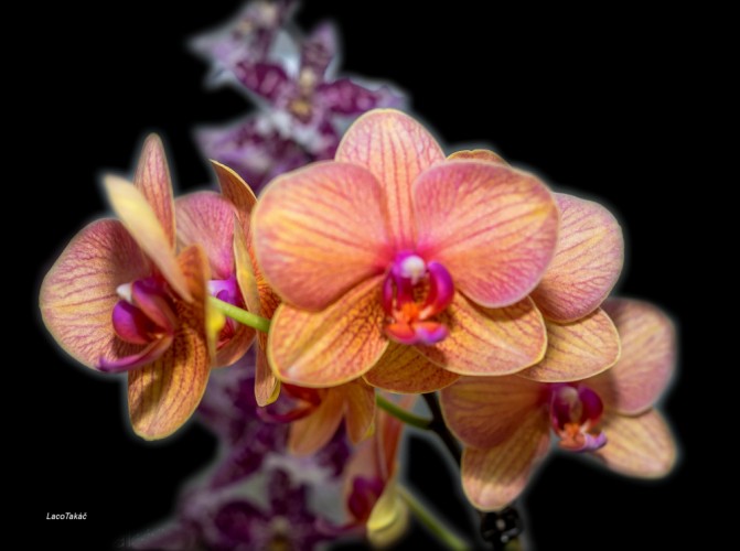 orchidea