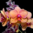 orchidea