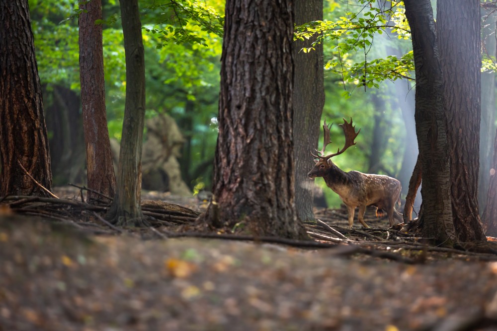 Daniel škvrnitý, The fallow deer (Dama dama)