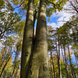 ent
