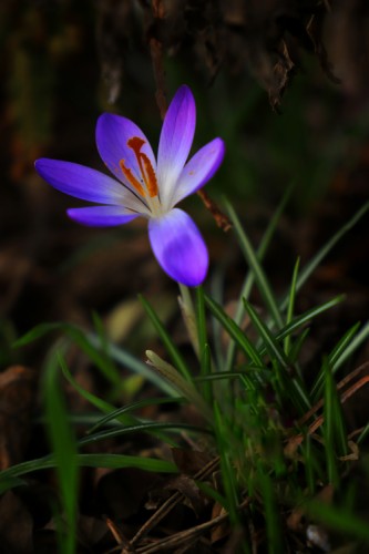 Crocus